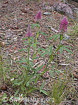 Foto: Purpur-Klee (Trifolium rubens)
