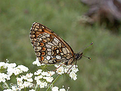 Foto: Wachtelweizen-Scheckenfalter (Melitaea athalia)
