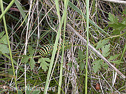 Foto: Raupe des Papilio machaon