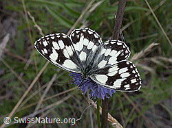 Schachbrett (Melanargia galathea) auf Berg-Jasione (Jasione montana)