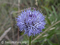 Berg-Jasione (Jasione montana) (ESCN2504) Berg-Jasione (Jasione montana) (ESCN2504)