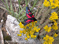 Foto: Grosses Fünffleck-Widderchen (Zygaena lonicerae)