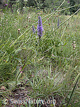 Photo: Veronica spicata