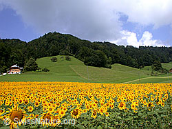 Foto: Sonnenblumenfeld