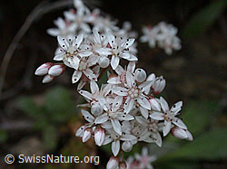 Foto: Weisser Mauerpfeffer (Sedum album)