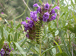 Foto: Raupe des Schwalbenschwanz an Brunelle
