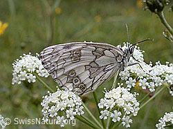 Foto: Schachbrett auf weisser Blüte
