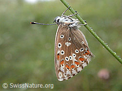 Foto: Himmelblauer Bläuling (Polyommatus bellargus)