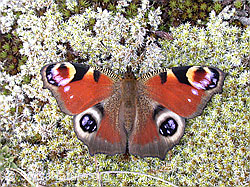 Foto: Tagpfauenauge (Inachis io)
