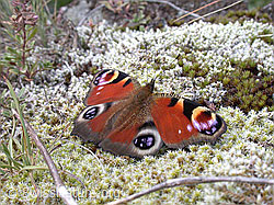 Foto: Tagpfauenauge (Inachis io)