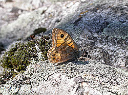 Foto: Mauerfuchs (Lasiommata megera)