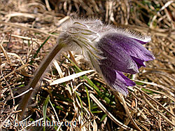 Berg-Anemone (Pulsatilla montana) (F002198)