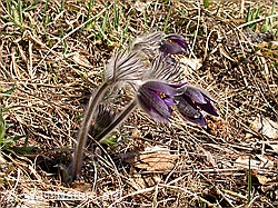 Berg-Anemone (Pulsatilla montana) (F002200)