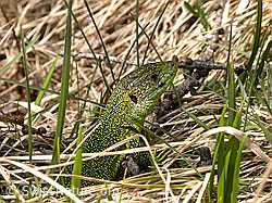 F002333: Smaragdeidechse (Lacerta bilineata)