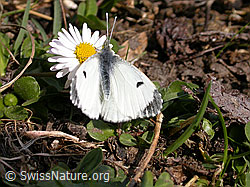 Foto: Aurorafalter (Anthocharis cardamines) auf Gänseblümchen (Bellis perennis)