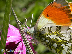 Photo: Anthocharis cardamines on Silene dioica