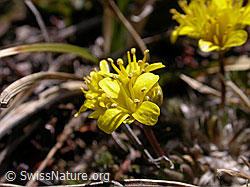 Foto: Immergrünes Felsenblümchen, Blüte