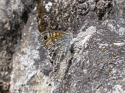 Foto: Mauerfuchs (Lasiommata megera)