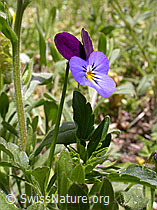 Foto: Echtes Stiefmütterchen, Blüten und Blätter
