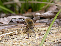 Grosser Wollschweber (Bombylius major) (F002891) Grosser Wollschweber (Bombylius major) (F002891)