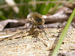 Grosser Wollschweber (Bombylius major) (F002893) Grosser Wollschweber (Bombylius major) (F002893)