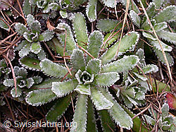 Foto: Blätter des Trauben-Steinbrech