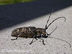 Foto: Schusterbock (Monochamus sutor)