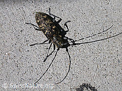 Foto: Schusterbock (Monochamus sutor)