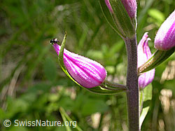 Foto: Rotes Waldvögeleins, geschlossene Blüte