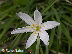 Foto: Astlose Graslilie, Ansicht von oben
