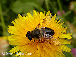Mistbiene (Eristalis tenax)