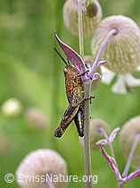 Foto: Wiesengrashüpfer (Chorthippus dorsatus)