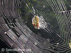 Foto: Eichblatt-Radspinne
