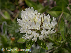 Foto: Kriechender Klee, Blüte