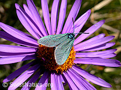Foto: Sonnenröschen-Grünwidderchen (Adscita geryon) auf Alpen-Aster (Aster alpinus)