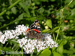 Admiral (Vanessa atalanta) (F004793) Admiral (Vanessa atalanta) (F004793)