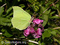 Zitronenfalter (Gonepteryx rhamni) (F004815) Zitronenfalter (Gonepteryx rhamni) (F004815)