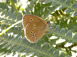 Brauner Waldvogel (Aphantopus hyperantus) (F004835) Brauner Waldvogel (Aphantopus hyperantus) (F004835)