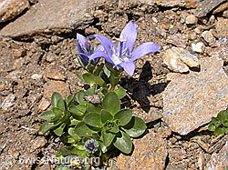 Foto: Mont Cenis-Glockenblume (Campanula cenisia)