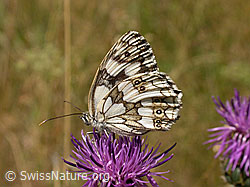 Schachbrett (Melanargia galathea) auf Skabiosen-Flockenblume (Centaurea scabiosa) (F005062) Schachbrett (Melanargia galathea) auf Skabiosen-Flockenblume (Centaurea scabiosa) (F005062)