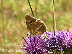 Skabiosen-Flockenblume (Centaurea scabiosa) mit rotem Scheckenfalter