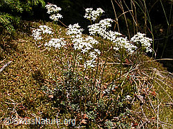 Foto: Weisser Mauerpfeffer