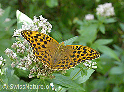 Foto: Kaisermantel (Argynnis paphia)