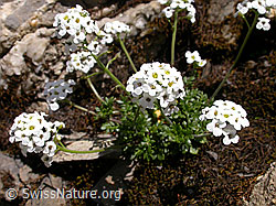 Foto: Alpen-Gämskresse, Blüten