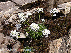 Foto: Alpen-Gemskresse