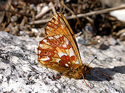 Foto: Hochalpenperlmutterfalter