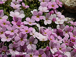 Photo: Alpen-Mannsschild, Blüten
