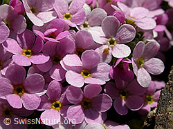 Photo: Blüten des Alpen-Mannsschild