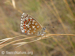 Foto: Himmelblauer Bläuling (Polyommatus bellargus)