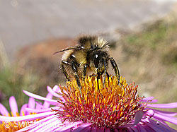 Foto: Hellgelbe Erdhummel (Bombus lucorum) auf Neuenglischer Aster (Symphyotrichum novae-angliae)
